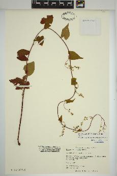 spécimen de Fallopia cilinodis