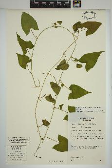 spécimen de Fallopia cilinodis