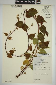 spécimen de Fallopia cilinodis