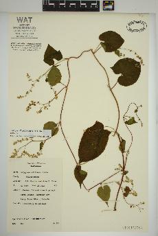 spécimen de Fallopia cilinodis