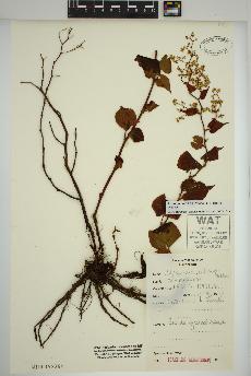 spécimen de Fallopia cilinodis