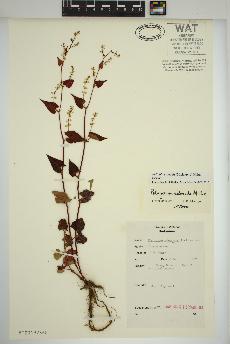 spécimen de Fallopia cilinodis