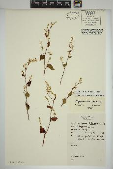 spécimen de Fallopia cilinodis