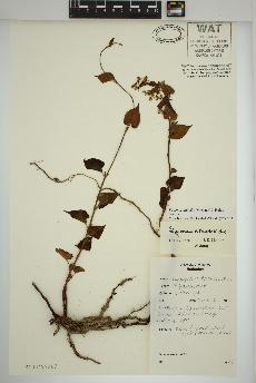 spécimen de Fallopia cilinodis