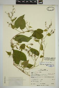 spécimen de Fallopia cilinodis
