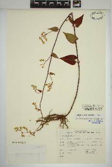 spécimen de Fallopia cilinodis