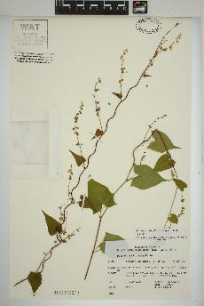 spécimen de Fallopia cilinodis