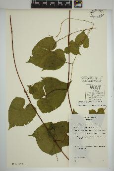 spécimen de Fallopia cilinodis
