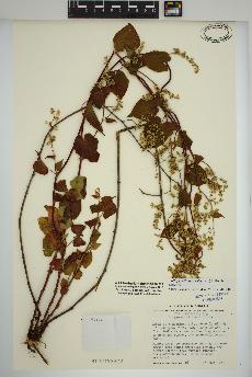 spécimen de Fallopia cilinodis