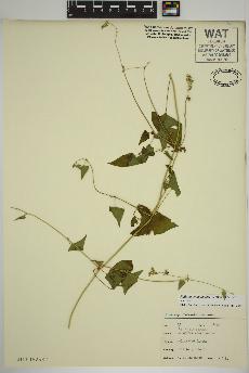 spécimen de Fallopia convolvulus
