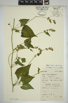 spécimen de Fallopia convolvulus