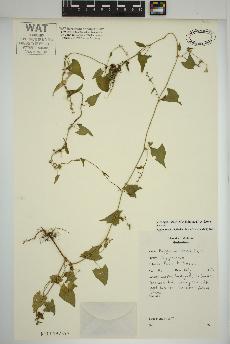 spécimen de Fallopia convolvulus