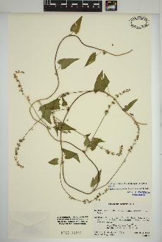 spécimen de Fallopia convolvulus