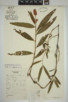 spécimen de Persicaria amphibia