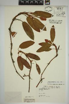 spécimen de Persicaria amphibia