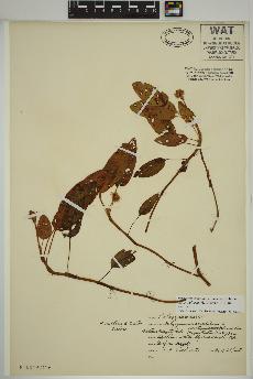 spécimen de Persicaria amphibia
