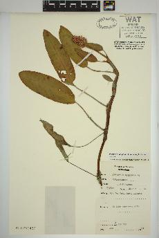 spécimen de Persicaria amphibia