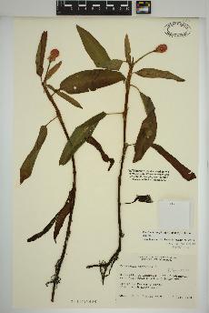 spécimen de Persicaria amphibia