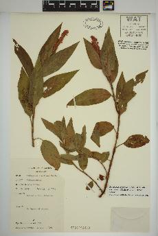 spécimen de Persicaria amphibia