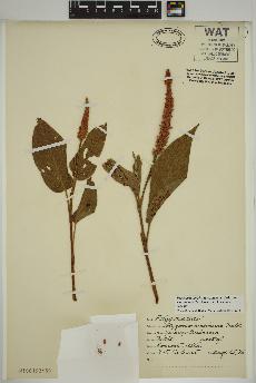 spécimen de Persicaria amphibia