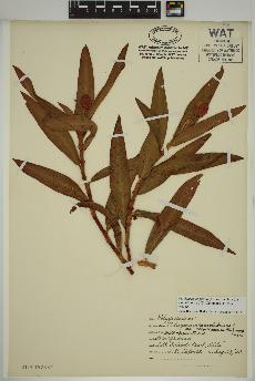 spécimen de Persicaria amphibia