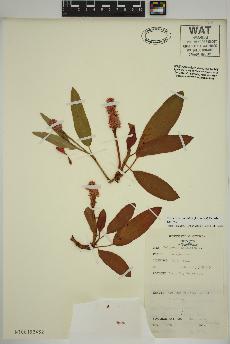 spécimen de Persicaria amphibia