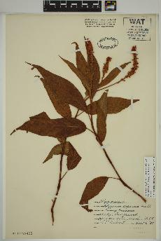 spécimen de Persicaria amphibia