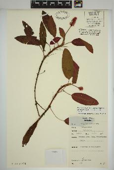 spécimen de Persicaria amphibia