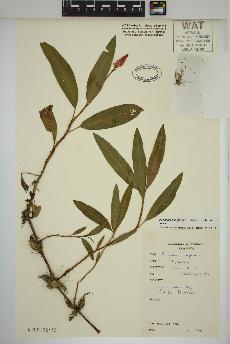spécimen de Persicaria amphibia