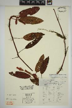 spécimen de Persicaria amphibia