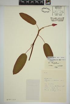 spécimen de Persicaria amphibia