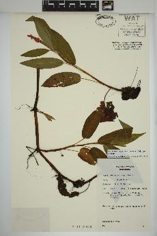 spécimen de Persicaria amphibia