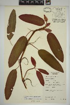 spécimen de Persicaria amphibia