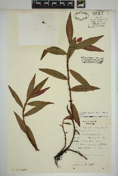 spécimen de Persicaria amphibia