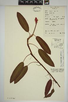 spécimen de Persicaria amphibia