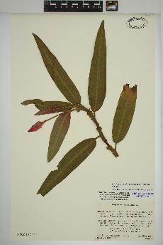 spécimen de Persicaria amphibia