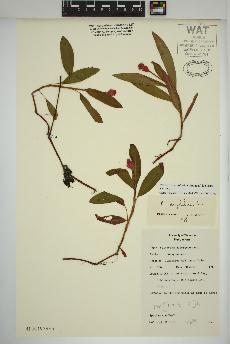 spécimen de Persicaria amphibia