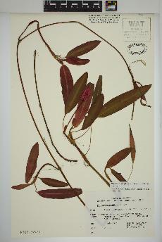 spécimen de Persicaria amphibia