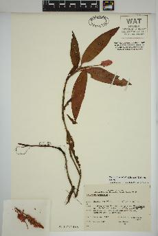 spécimen de Persicaria amphibia