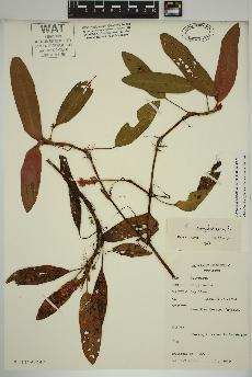 spécimen de Persicaria amphibia