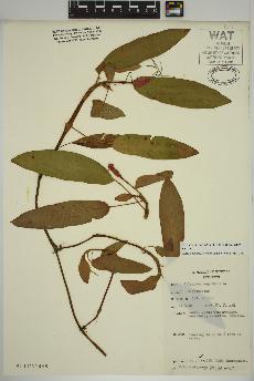 spécimen de Persicaria amphibia