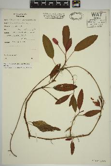 spécimen de Persicaria amphibia