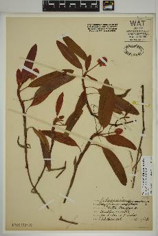spécimen de Persicaria amphibia