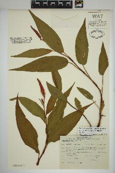 spécimen de Persicaria amphibia