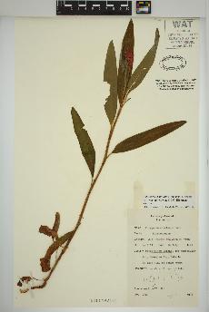 spécimen de Persicaria amphibia