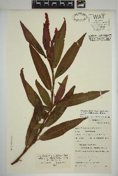 spécimen de Persicaria amphibia