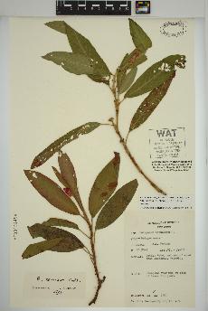 spécimen de Persicaria amphibia