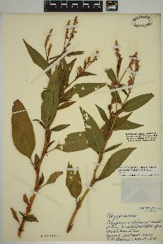 spécimen de Persicaria amphibia