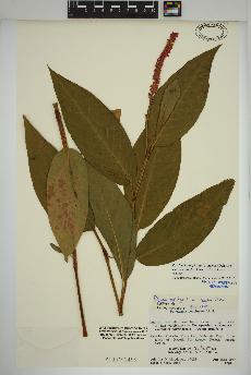 spécimen de Persicaria amphibia
