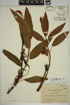 spécimen de Persicaria amphibia